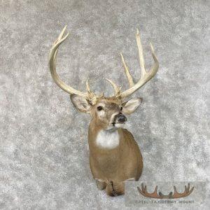 Whitetail Deer Shoulder Taxidermy Mount Taxidermy