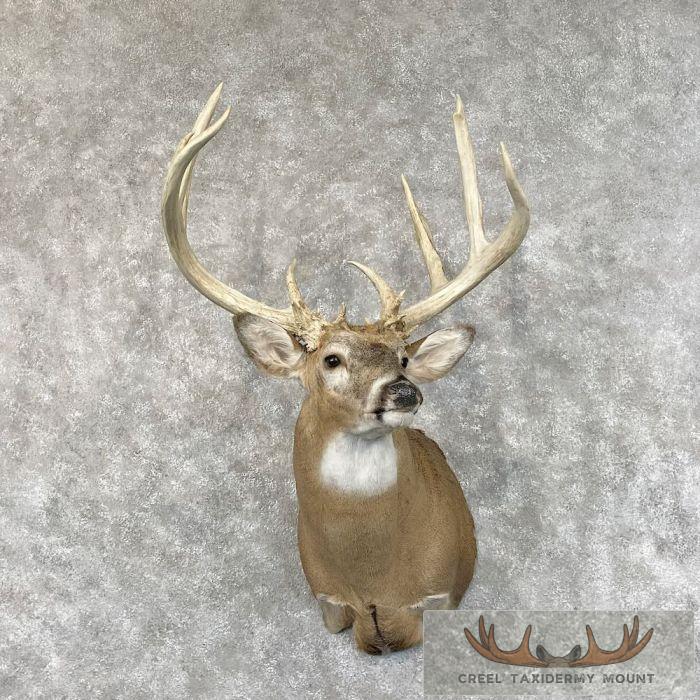 Whitetail Deer Shoulder Taxidermy Mount For Sale