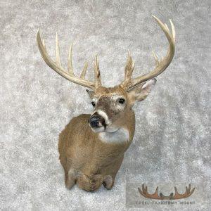 Whitetail Deer Shoulder Taxidermy Mount Taxidermy