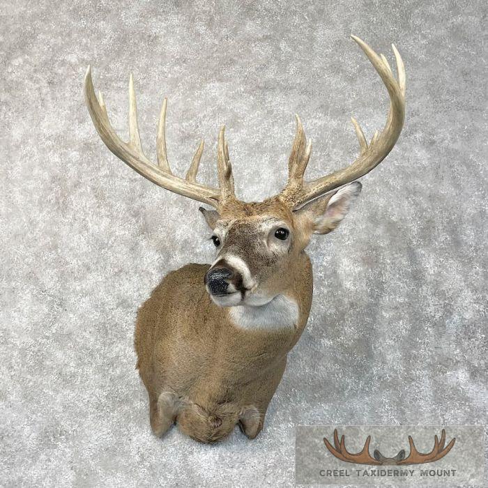 Whitetail Deer Shoulder Taxidermy Mount For Sale