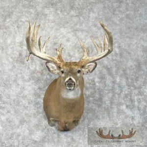 Whitetail Deer Shoulder Taxidermy Mount Taxidermy
