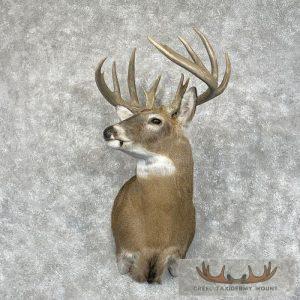 Whitetail Deer Shoulder Taxidermy Mount Taxidermy