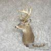 Whitetail Deer Taxidermy Shoulder Mount For Sale