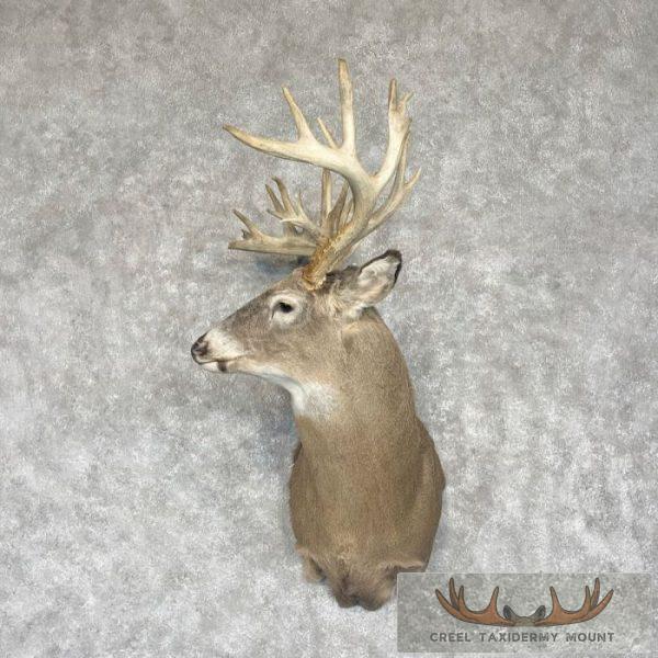 Whitetail Deer Taxidermy Shoulder Mount For Sale
