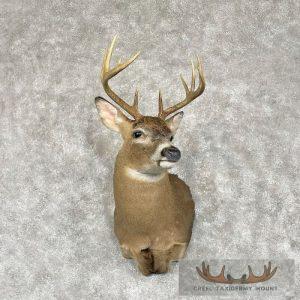 Whitetail Deer Shoulder Taxidermy Mount Taxidermy