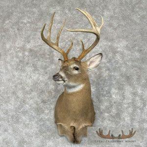 Whitetail Deer Shoulder Taxidermy Mount Taxidermy