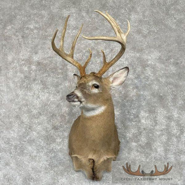 Whitetail Deer Shoulder Taxidermy Mount For Sale