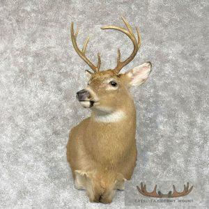 Whitetail Deer Shoulder Taxidermy Mount Taxidermy