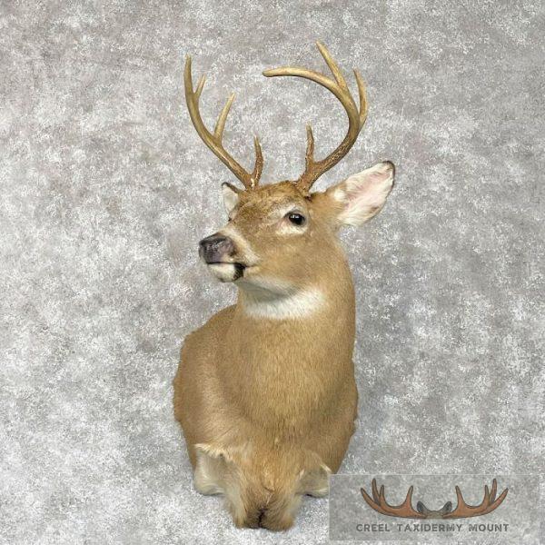 Whitetail Deer Shoulder Taxidermy Mount For Sale