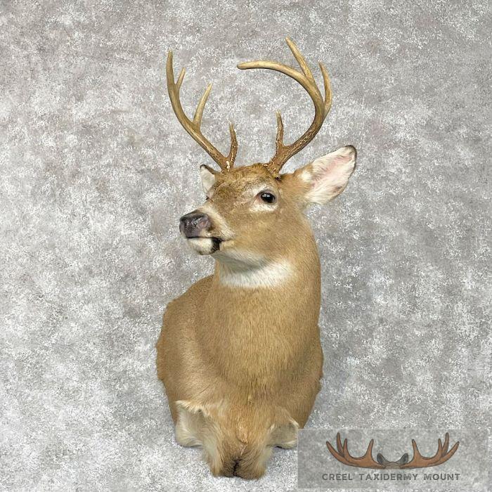 Whitetail Deer Shoulder Taxidermy Mount For Sale