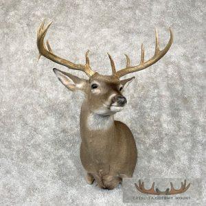 Whitetail Deer Shoulder Taxidermy Mount Taxidermy