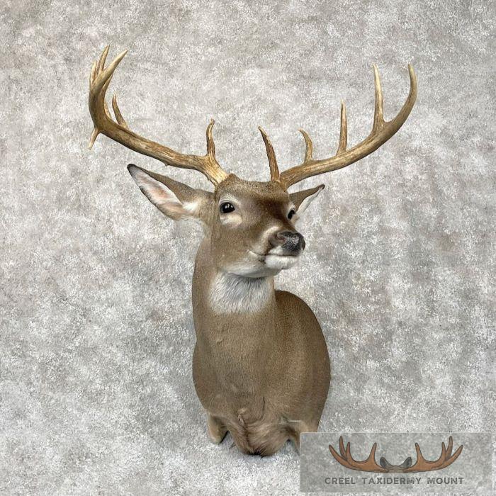 Whitetail Deer Shoulder Taxidermy Mount For Sale