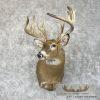 Whitetail Deer Taxidermy Shoulder Mount For Sale