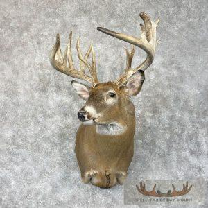Whitetail Deer Taxidermy Shoulder Mount For Sale