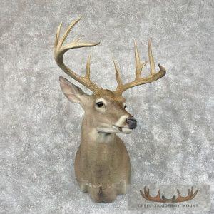 Whitetail Deer Shoulder Taxidermy Mount Taxidermy