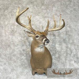 Whitetail Deer Shoulder Taxidermy Mount Taxidermy
