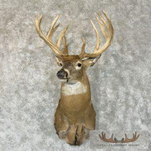 Whitetail Deer Shoulder Taxidermy Mount Taxidermy