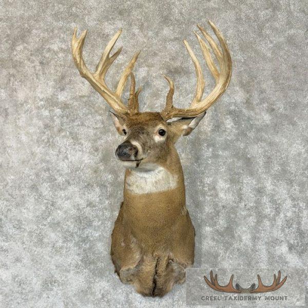 Whitetail Deer Shoulder Taxidermy Mount For Sale