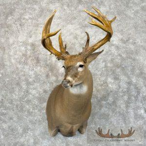Whitetail Deer Shoulder Taxidermy Mount Taxidermy