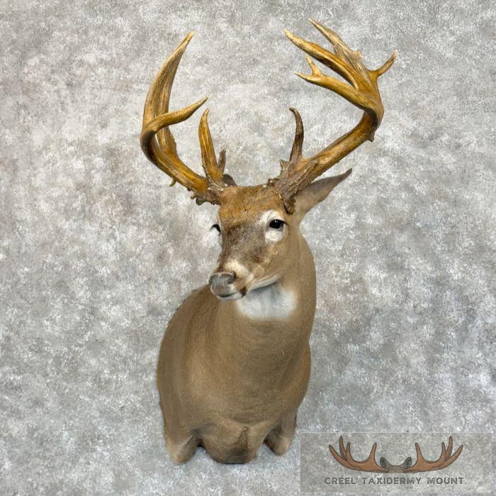 Whitetail Deer Shoulder Taxidermy Mount For Sale