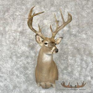 Whitetail Deer Shoulder Taxidermy Mount Taxidermy