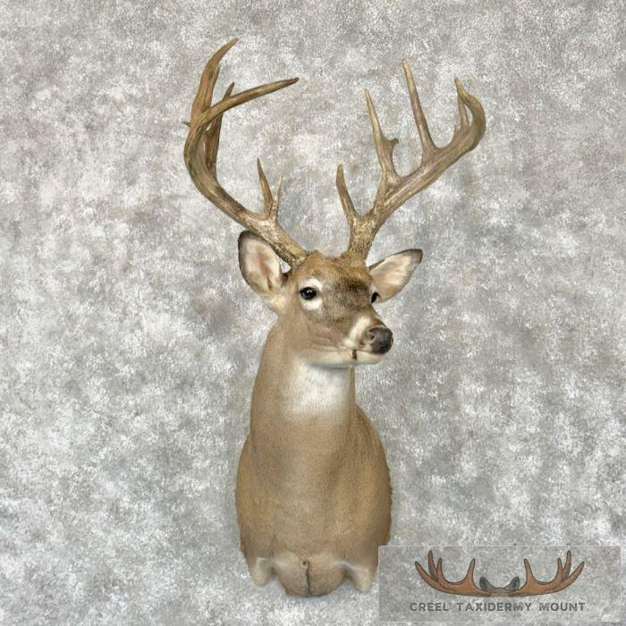 Whitetail Deer Shoulder Taxidermy Mount For Sale