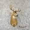 Whitetail Deer Taxidermy Shoulder Mount For Sale