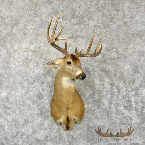 Whitetail Deer Taxidermy Shoulder Mount For Sale