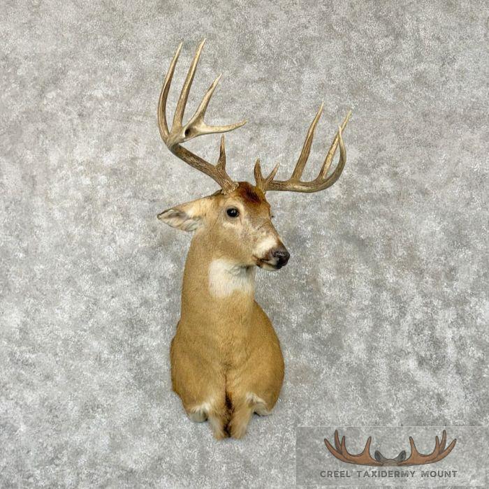 Whitetail Deer Taxidermy Shoulder Mount For Sale
