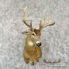 Whitetail Deer Taxidermy Shoulder Mount For Sale