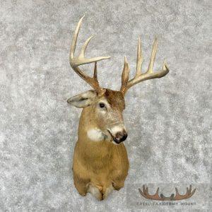 Whitetail Deer Taxidermy Shoulder Mount For Sale