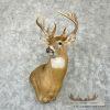 Whitetail Deer Taxidermy Shoulder Mount For Sale