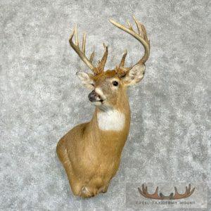 Whitetail Deer Taxidermy Shoulder Mount For Sale