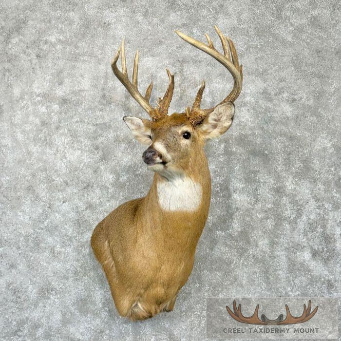Whitetail Deer Taxidermy Shoulder Mount For Sale