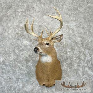 Whitetail Deer Shoulder Taxidermy Mount Taxidermy