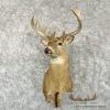 Whitetail Deer Taxidermy Shoulder Mount For Sale