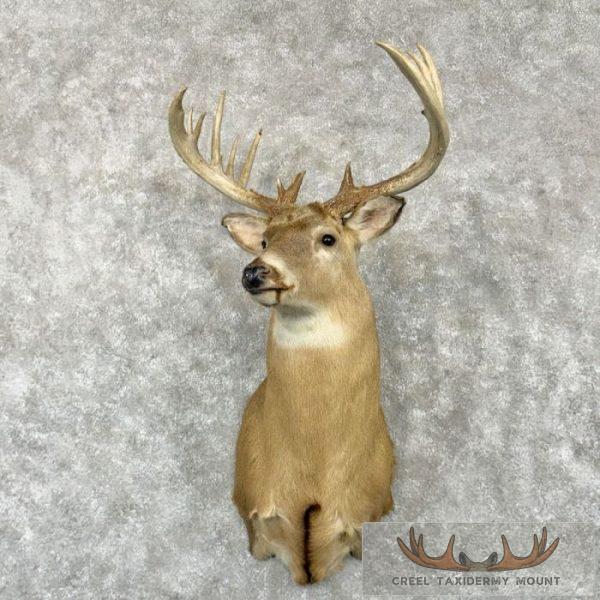 Whitetail Deer Taxidermy Shoulder Mount For Sale