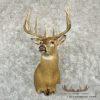 Whitetail Deer Taxidermy Shoulder Mount For Sale