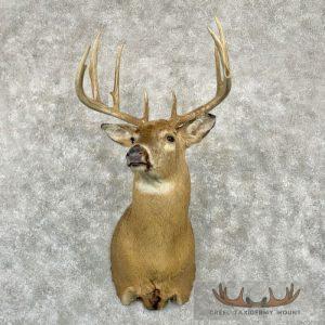 Whitetail Deer Taxidermy Shoulder Mount For Sale