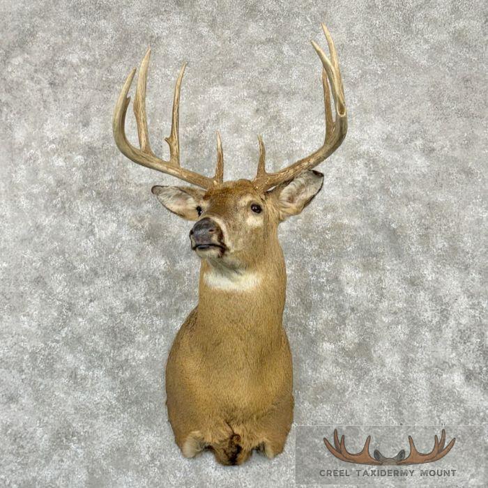Whitetail Deer Taxidermy Shoulder Mount For Sale