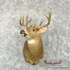 Whitetail Deer Taxidermy Shoulder Mount For Sale