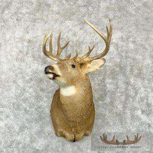 Whitetail Deer Taxidermy Shoulder Mount For Sale