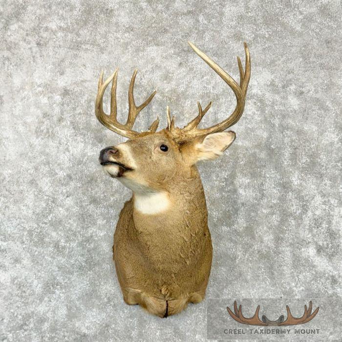 Whitetail Deer Taxidermy Shoulder Mount For Sale