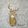 Whitetail Deer Taxidermy Shoulder Mount For Sale