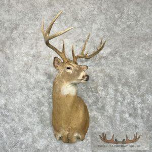 Whitetail Deer Taxidermy Shoulder Mount For Sale