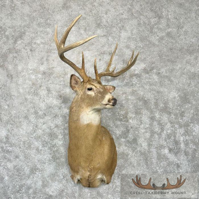 Whitetail Deer Taxidermy Shoulder Mount For Sale