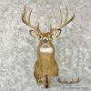 Whitetail Deer Taxidermy Shoulder Mount For Sale