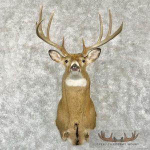 Whitetail Deer Taxidermy Shoulder Mount For Sale