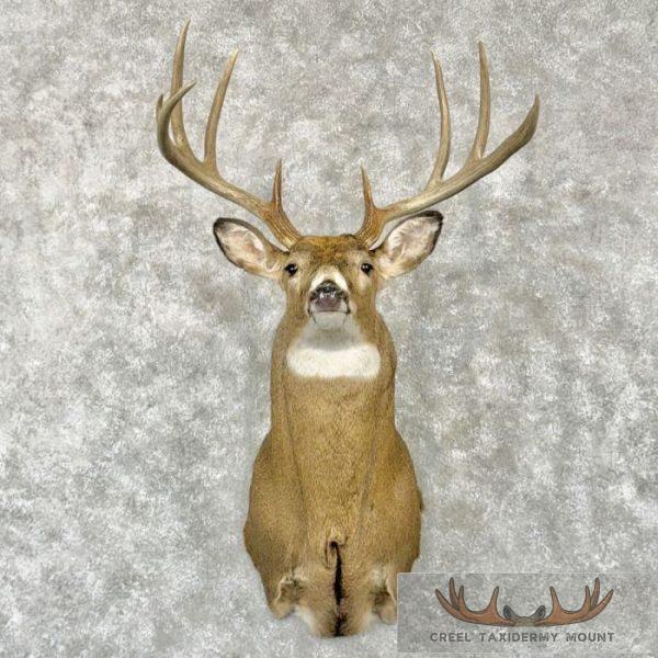 Whitetail Deer Taxidermy Shoulder Mount For Sale