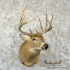 Whitetail Deer Taxidermy Shoulder Mount For Sale